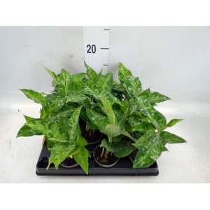 Aglaonema   ...