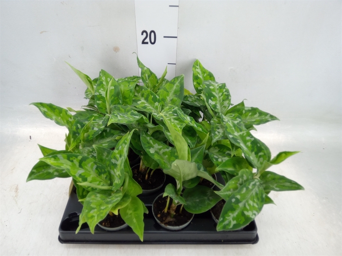 <h4>Aglaonema   ...</h4>