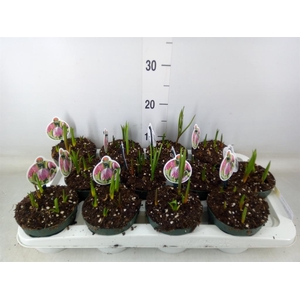 Fritillaria meleagris