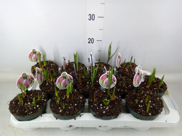 <h4>Fritillaria meleagris</h4>