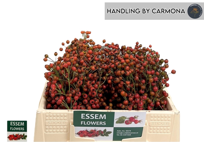 <h4>ROSA PLENTY</h4>