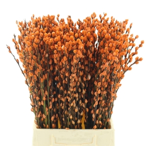 Salix Snow Flake Klb Orange
