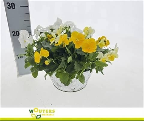 <h4>VIO CO END GEM</h4>