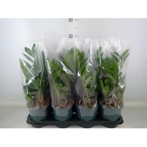 Zamioculcas zamiifolia