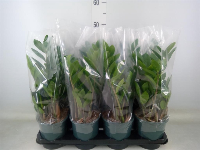 <h4>Zamioculcas zamiifolia</h4>