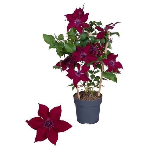 <h4>Clematis Boulevard Red</h4>