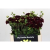 Dahlia Black Fox