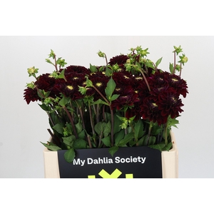 Dahlia Black Fox