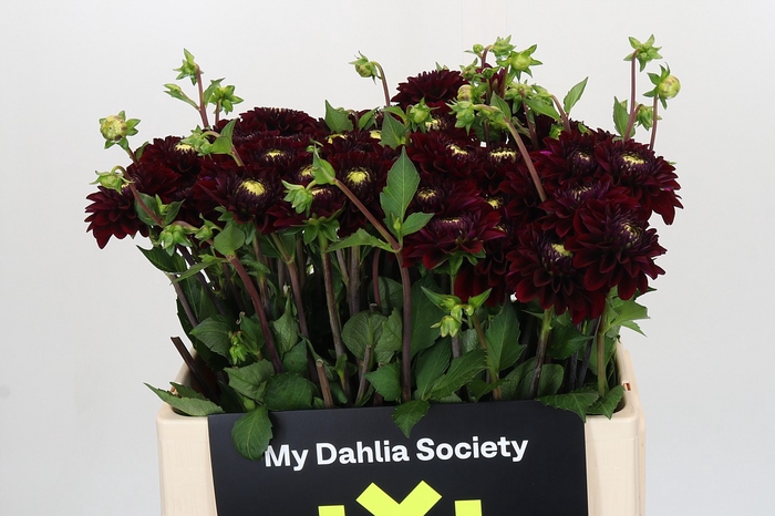 Dahlia Black Fox