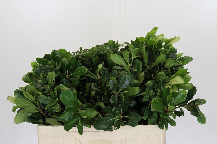 <h4>PITTOSP NURIT</h4>