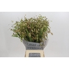 Chasmanthium Green