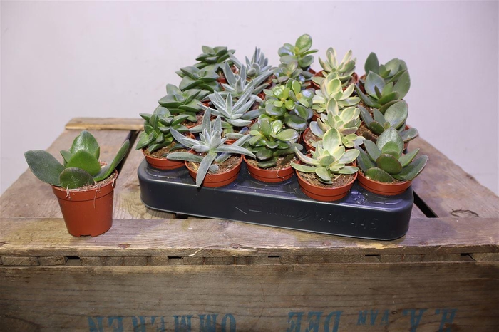 <h4>arr8 Crass Overig Gem</h4>