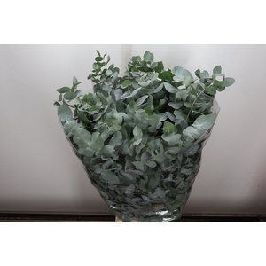 Euca Cinerea Lang 300 Gr.,