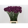 Allium Sphaerocephalon
