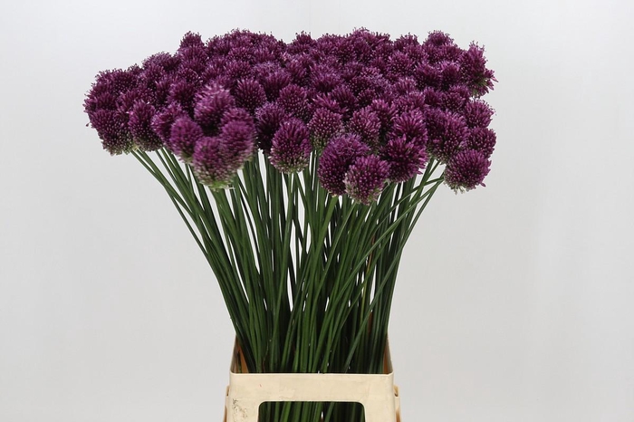 <h4>Allium Sphaerocephalon</h4>