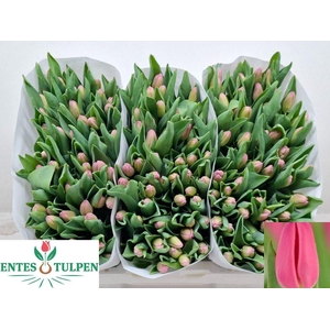 Tulipa si molto amata