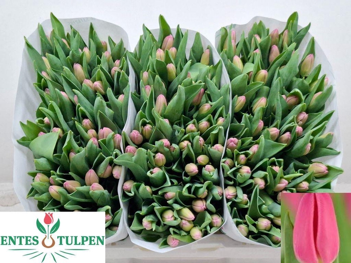 <h4>Tulipa si molto amata</h4>