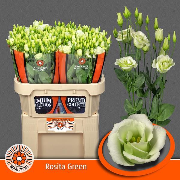 <h4>Eust.Rosita Green (D) Kwekerij</h4>