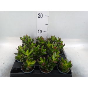 Crassula   ...