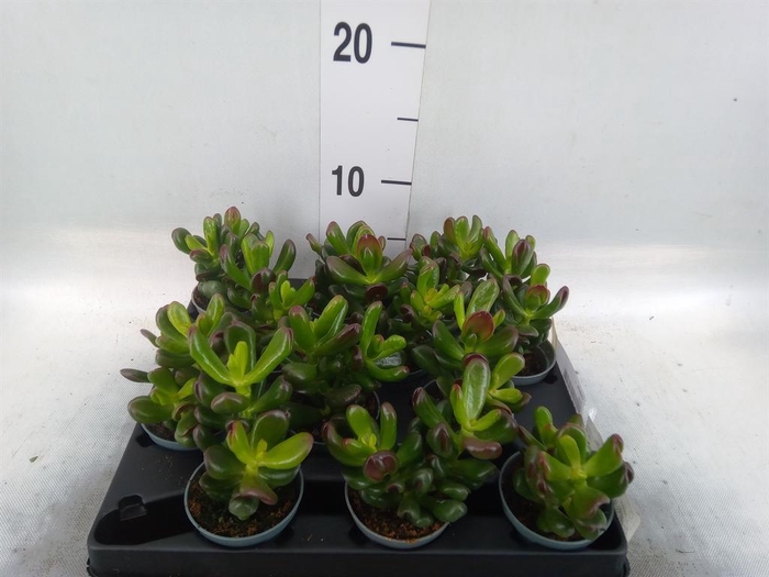 <h4>Crassula   ...</h4>