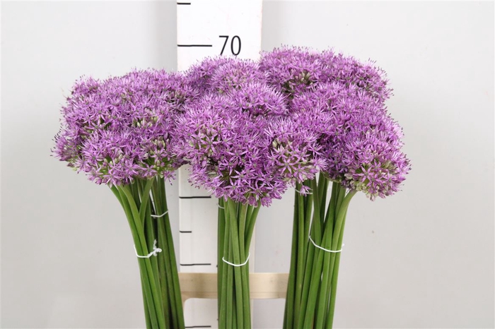 <h4>Allium Gladiator</h4>
