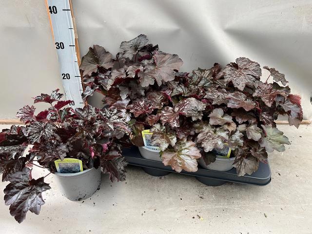 <h4>HEUCH MI PALACE PURP</h4>