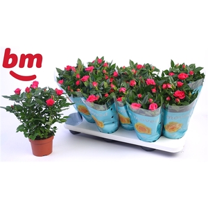 Rosa Purple Jewel Beau Monde (10,5 cm)