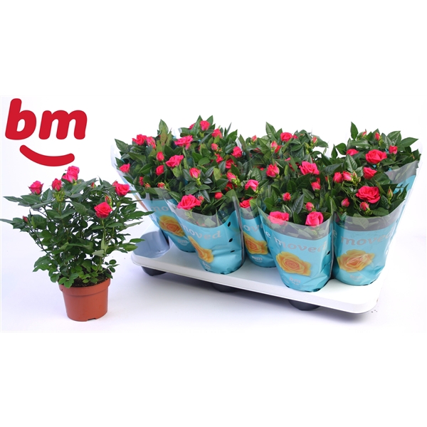 <h4>Rosa Purple Jewel Beau Monde (10,5 cm)</h4>
