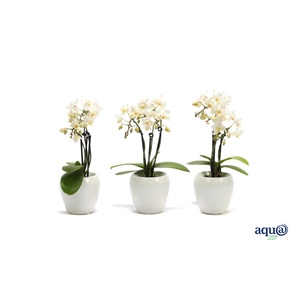 Lisa White Tiny Dolls Wit 3T18+ Aqu@