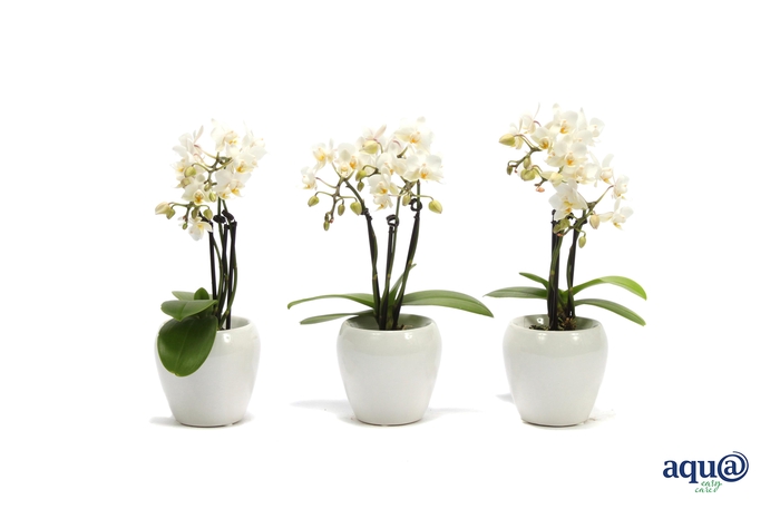 <h4>Lisa White Tiny Dolls Wit 3T18+ Aqu@</h4>