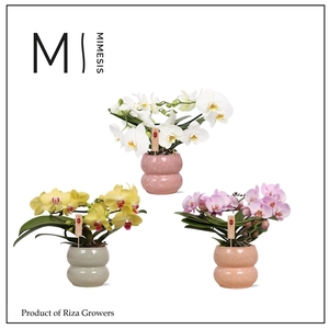 Mimesis Phal. Muse Mix - 25+ flowers in Sophie mix Ceramic