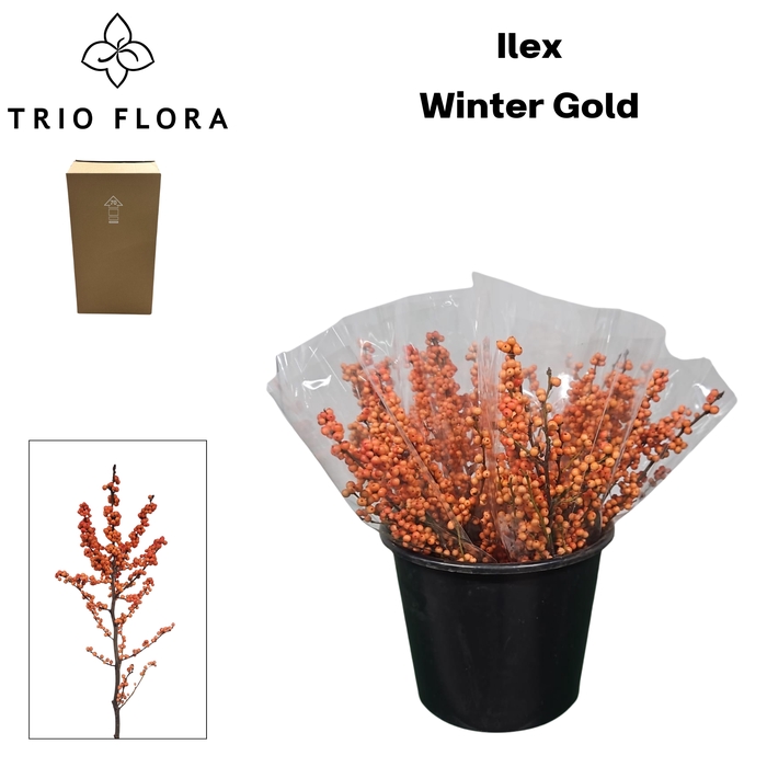 <h4>ILEX VE WINTER GOLD Aqua Box 60</h4>