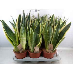 Sansevieria trifa. 'Futura Superba'