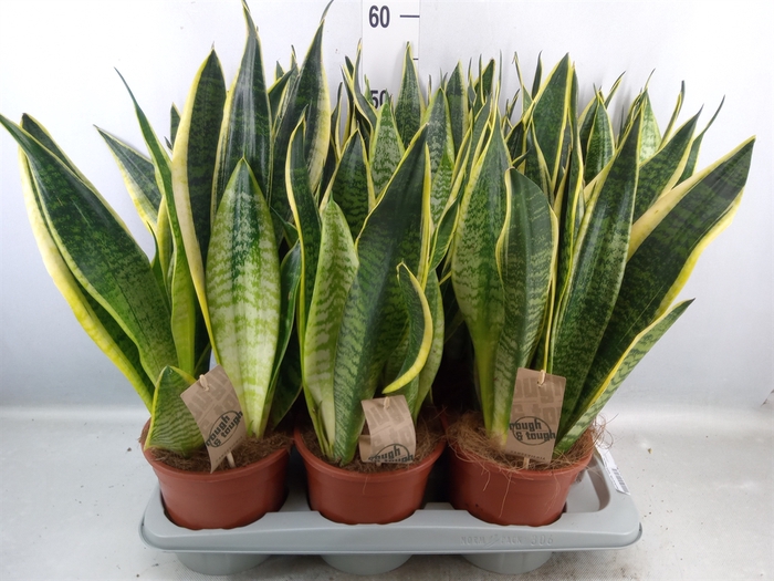 <h4>Sansevieria trifa. 'Futura Superba'</h4>