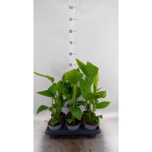 Strelitzia nicolai
