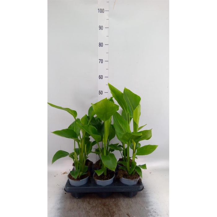 <h4>Strelitzia nicolai</h4>