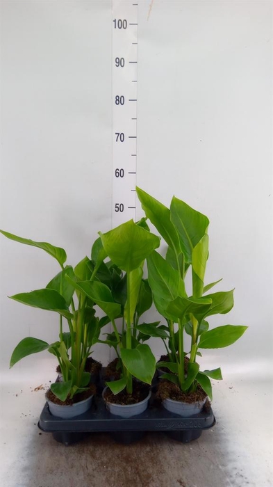 Strelitzia nicolai