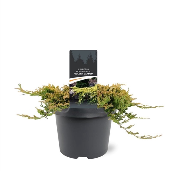 <h4>Juniperus hor. 'Golden Carpet' 20-25 C3</h4>