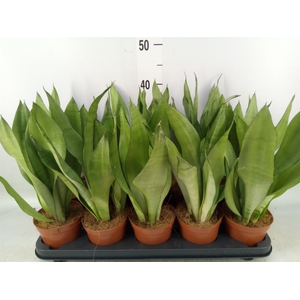 Sansevieria trifa. 'Moonshine'