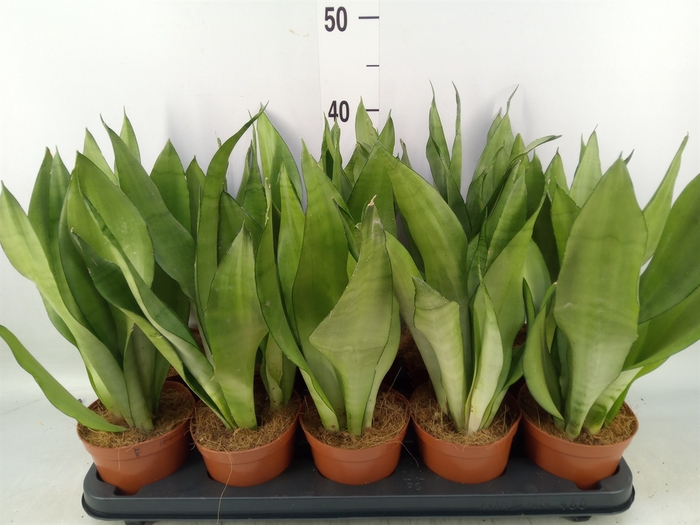 <h4>Sansevieria trifa. 'Moonshine'</h4>