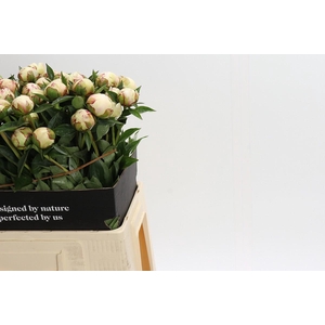 Paeonia Festiva Maxima