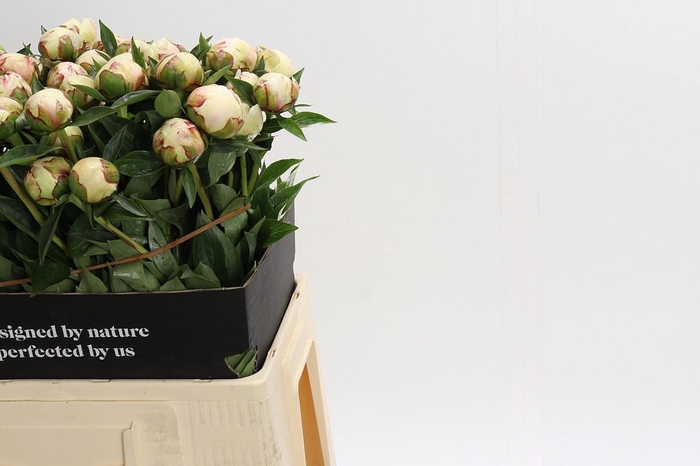 <h4>Paeonia Festiva Maxima</h4>