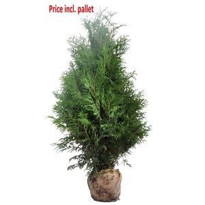 Thuja occ. Brabant, plantmaat 140-160 cm - Rondgestoken - KLUIT