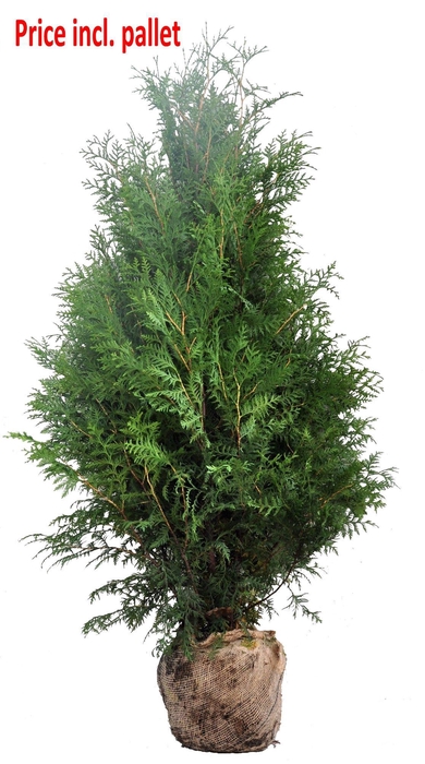 <h4>Thuja occ. Brabant, plantmaat 140-160 cm - Rondgestoken - KLUIT</h4>