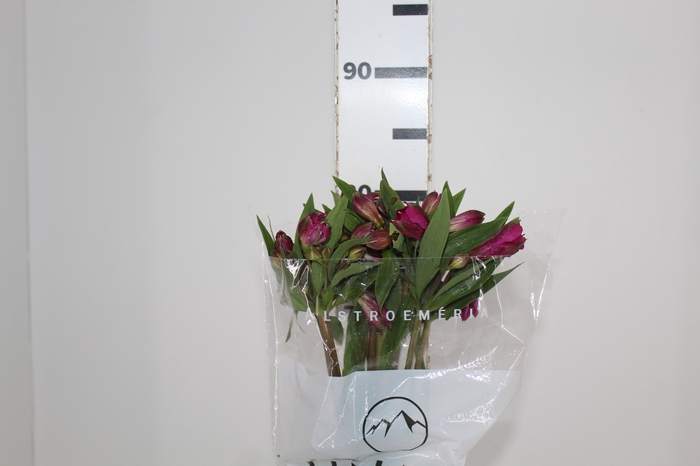 <h4>ALSTROEMERIA REAL 080 CM</h4>