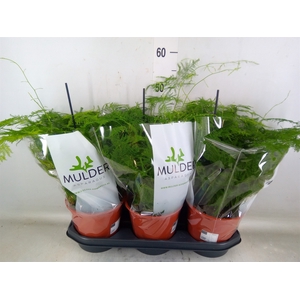 Asparagus setaceus