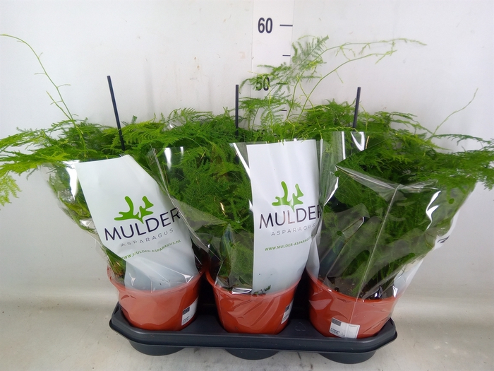 <h4>Asparagus setaceus</h4>