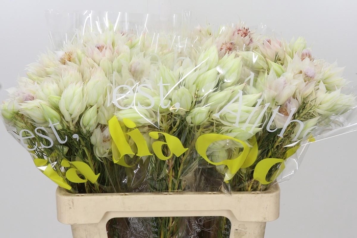 <h4>Blushing Bride 6/9 Flowers</h4>