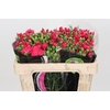 Dianthus Spray Solomio Imre