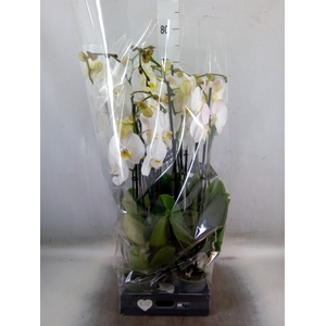 Phalaenopsis  'Ant Cambridge'